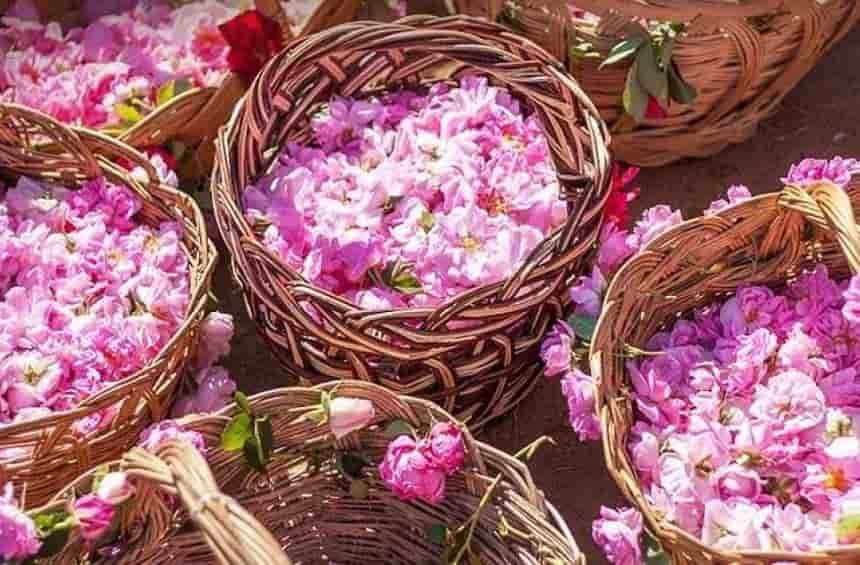 تصویر 4 از خرید و قیمت گلاب قمصر کاشان اصل + فروش صادراتی
